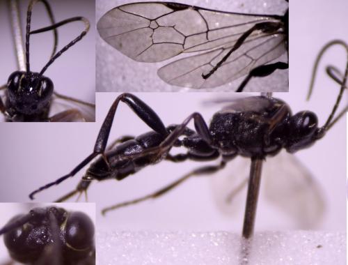 Rhadinodonta flaviger
