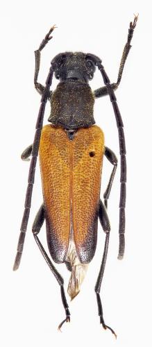 Réf. 317 053 : Neopiciella sicula