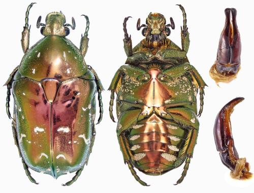 Réf. 317 175 : Liocola speculifera