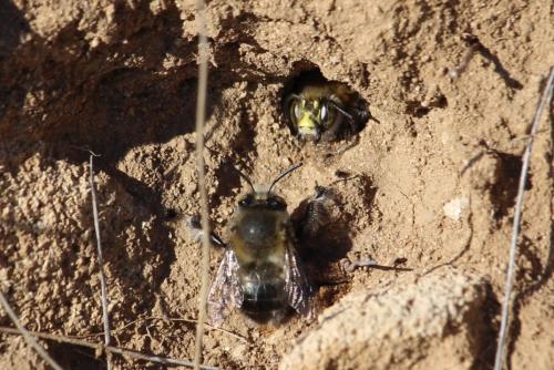 Anthophora dispar