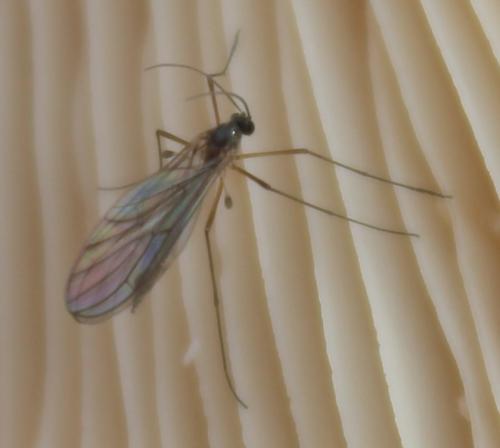 Bolitophila sp.