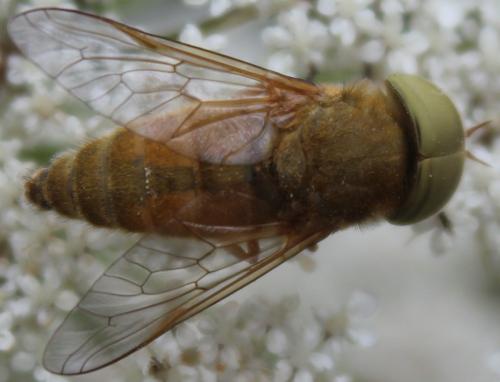 Atylotus fulvus