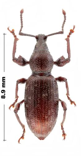 Réf. 317 731 : Otiorhynchus jovis