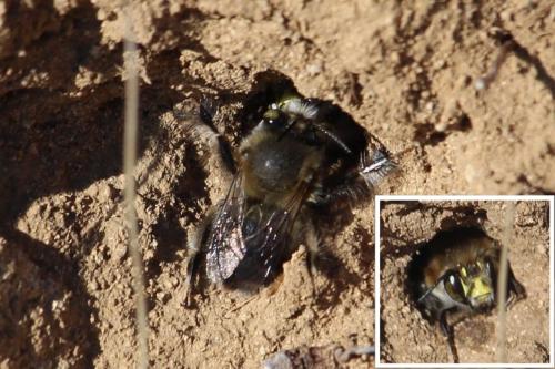 Anthophora dispar