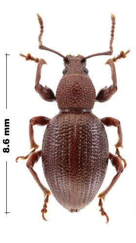 Otiorhynchus ovalipennis