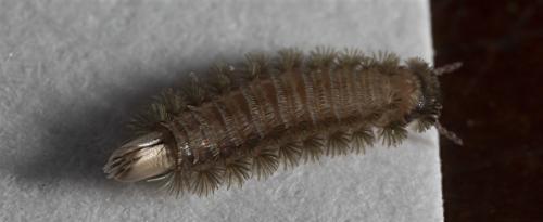 Réf. 317 554 : Polyxenus lagurus