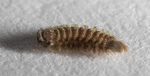 Réf. 317 555 : Polyxenus lagurus
