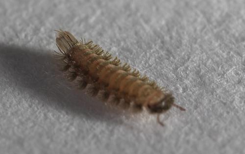 Réf. 317 556 : Polyxenus lagurus