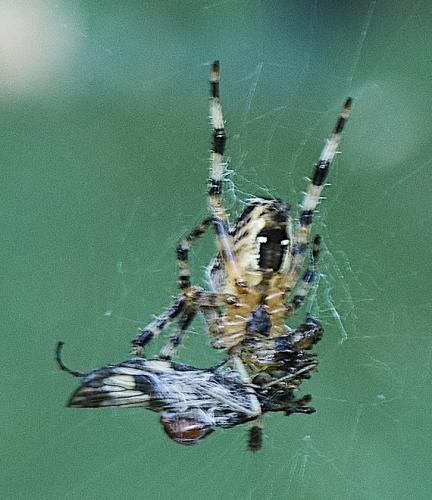 Araneus diadematus