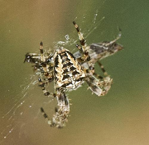 Araneus diadematus