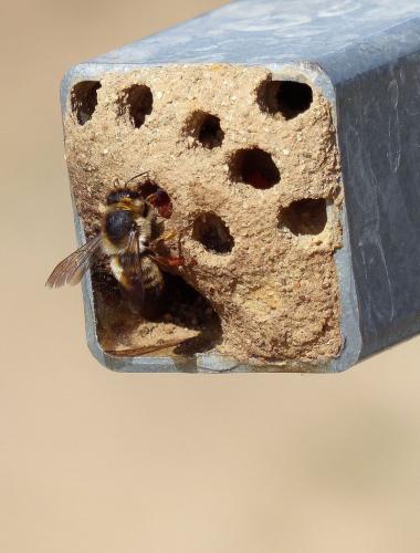 Réf. 317 291 : Megachile sp.