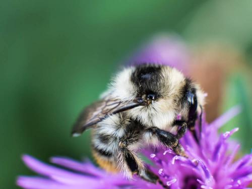 Réf. 317 655 : Bombus sylvarum