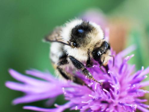 Bombus sylvarum