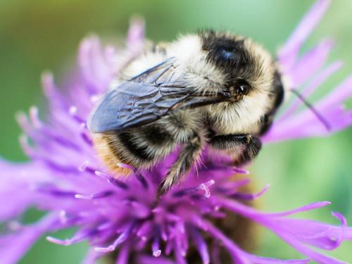 Bombus sylvarum