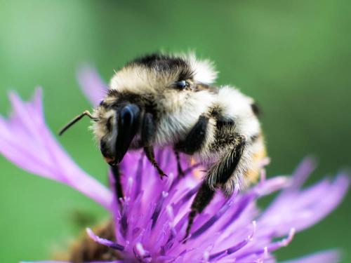 Bombus sylvarum
