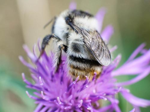 Réf. 317 658 : Bombus sylvarum