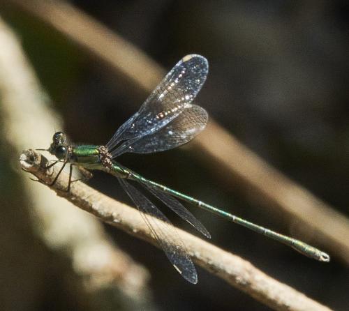 Chalcolestes viridis