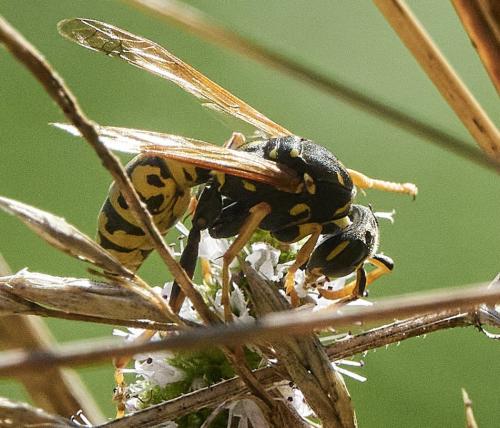 Polistes sp.