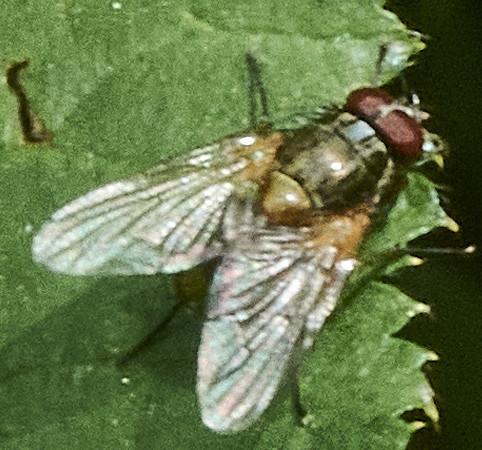 Réf. 317 560 : Mydaea sp.
