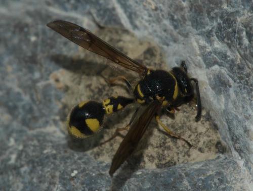 Eumenes sp.