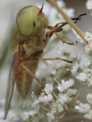 Réf. 317 271 : Atylotus fulvus