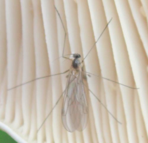 Bolitophila sp.