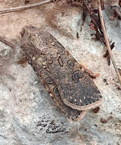 Réf. 317 260 : Agrotis segetum