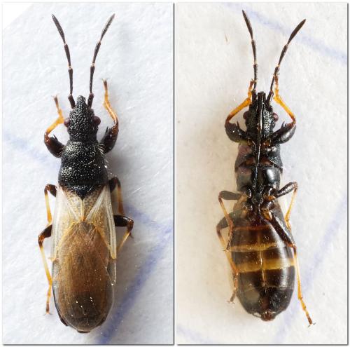 Réf. 317 170 : Brachyplax tenuis