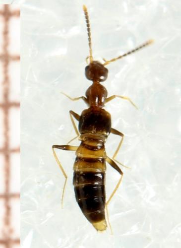 Réf. 317 046 : Myrmecocephalus concinnus