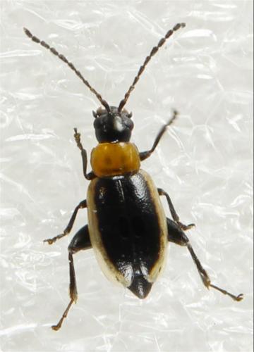 Réf. 317 238 : Longitarsus dorsalis