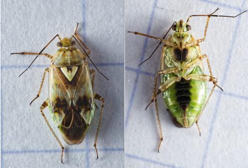 Réf. 317 737 : Lygus gemellatus