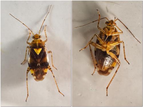 Liocoris tripustulatus