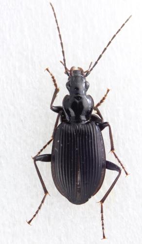 Réf. 317 757 : Platynus assimilis
