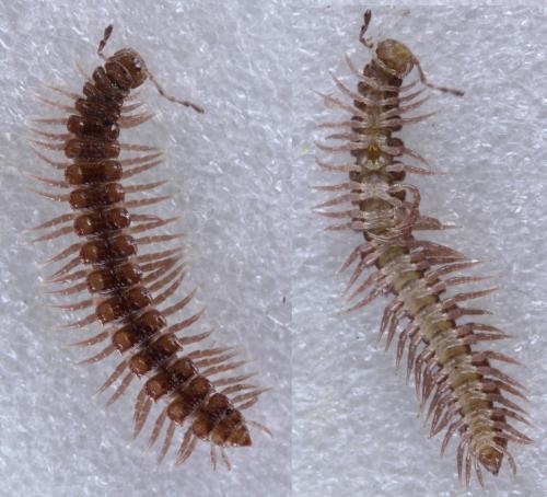 Polydesmus sp.