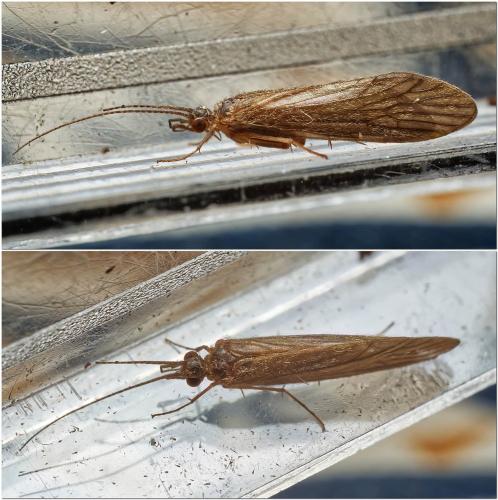 Réf. 317 905 : Tinodes waeneri