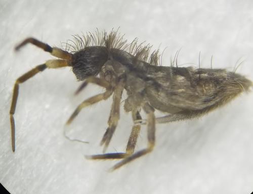 Réf. 317 004 : Orchesella cincta