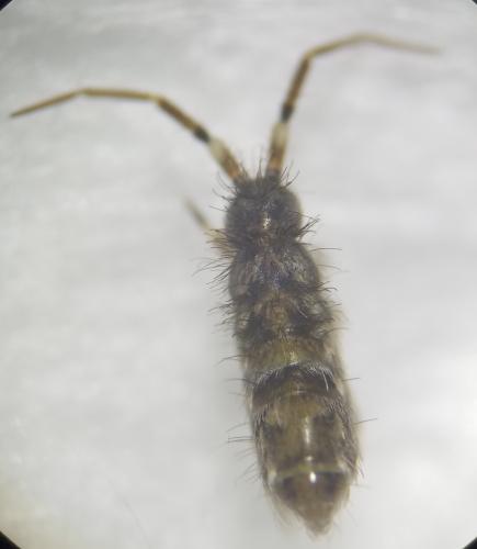 Réf. 317 003 : Orchesella cincta