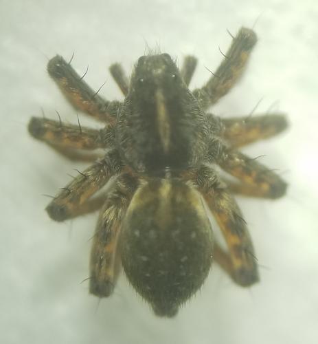 Pardosa sp.