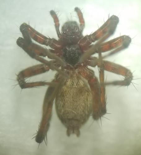 Pardosa sp.