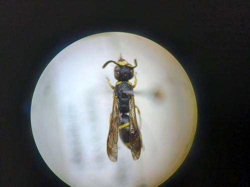 Réf. 317 231 : Alastorynerus perezi