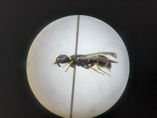 Réf. 317 230 : Alastorynerus perezi