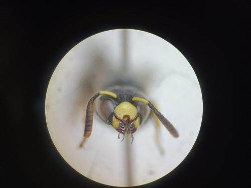 Réf. 317 229 : Alastorynerus perezi