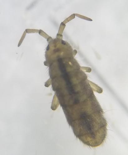 Réf. 317 287 : Isotomurus palustris