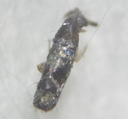 Tomocerus vulgaris