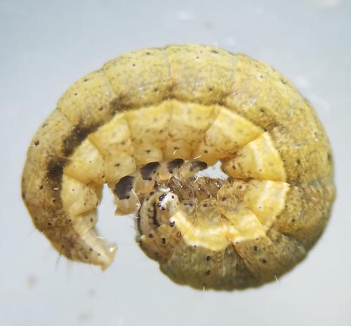 Noctua sp.