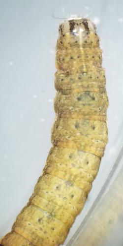 Noctua sp.