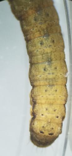 Noctua sp.