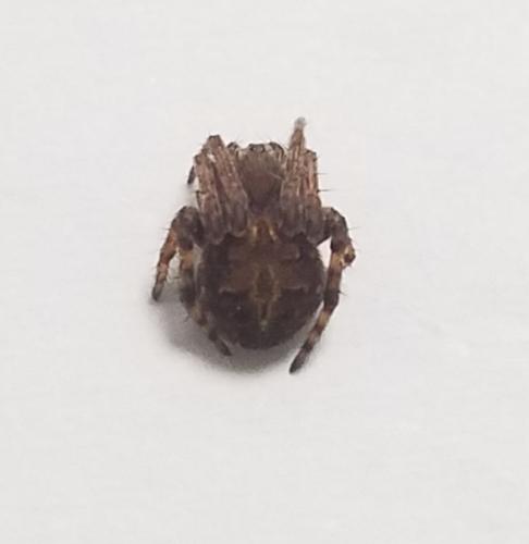 Agalenatea redii