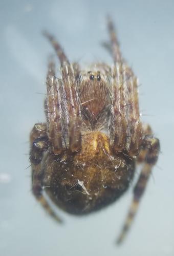Agalenatea redii
