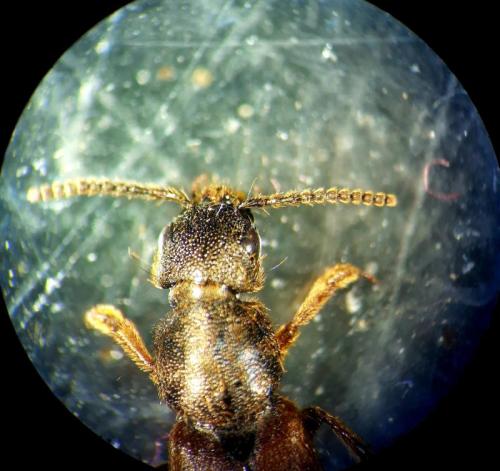Réf. 317 451 : Platydracus sp.